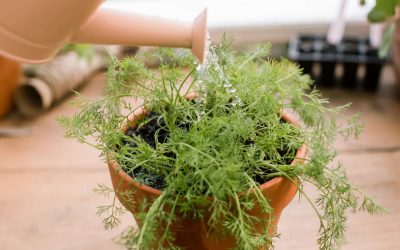 How to Grow Dill Indoors (Beginner-Friendly Guide)
