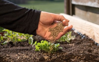 How Often Should You Fertilize Indoor Plants? (Simple Guide for Beginners)