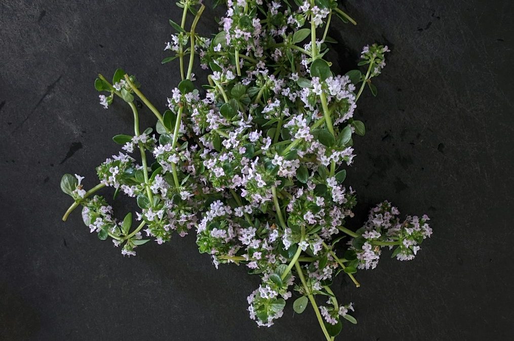 Fresh thyme growing