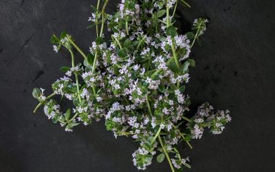 How to Grow Thyme Indoors (Easy Guide for Fresh Flavor Year-Round)