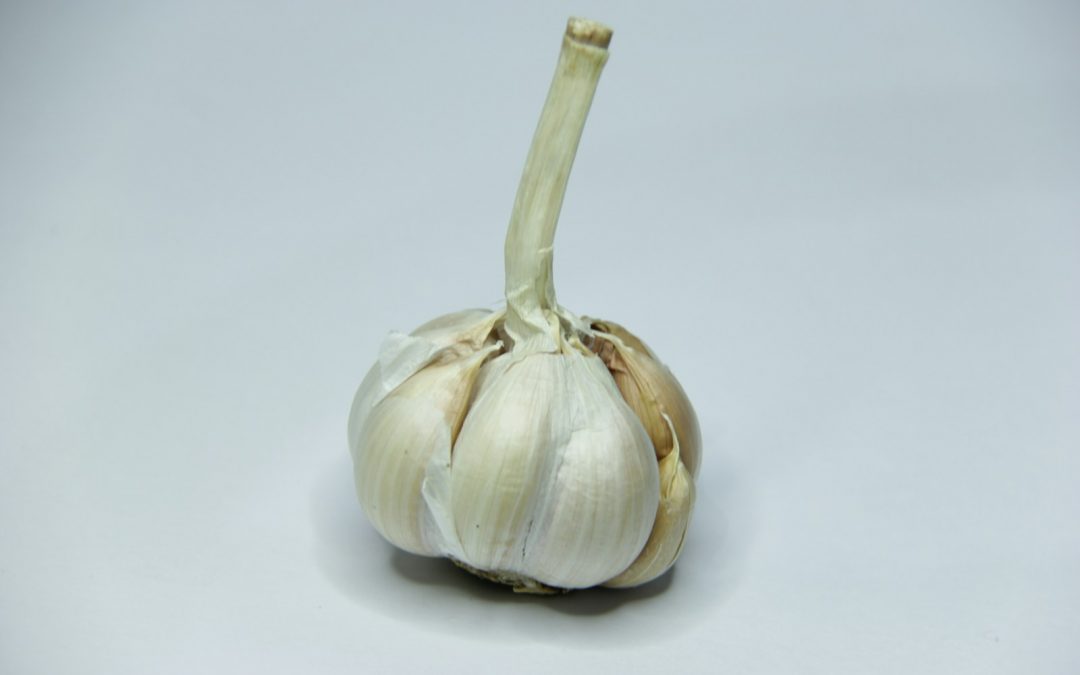 Garlic cloves sprouting in a small indoor pot on a windowsill