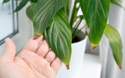 Why Indoor Plants Get Brown Tips on Leaves (And How to Fix It Fast)