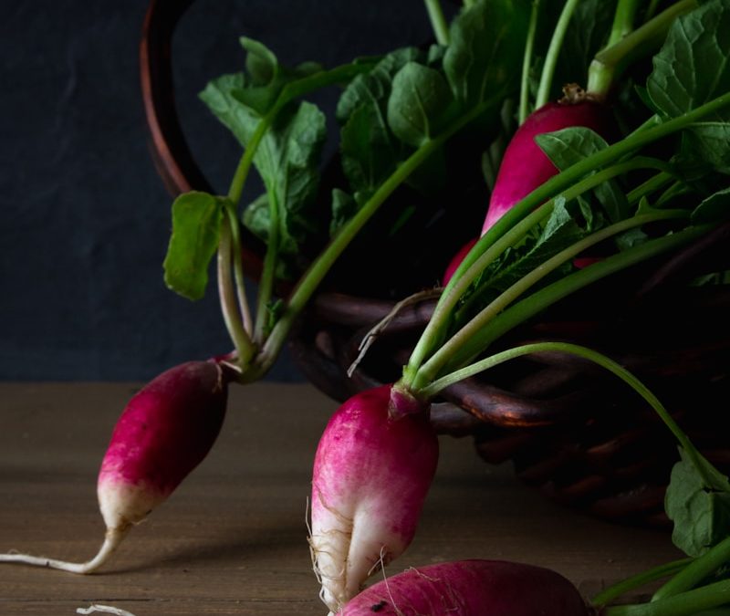 Healthy turnip plant growing indoors