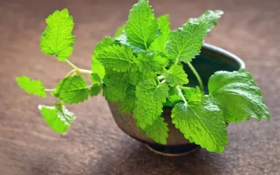 How to Grow Lemon Balm Indoors (Beginner-Friendly Guide)