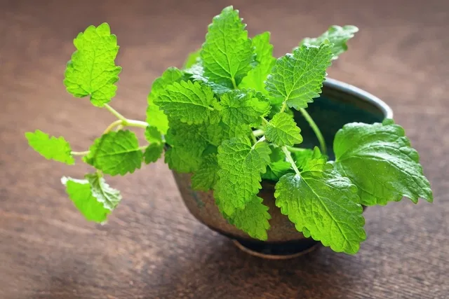 Indoor lemon balm plant growing in a terracotta pot on a sunny windowsill