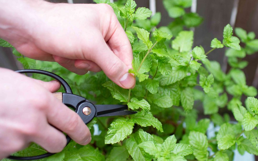 Pruning mint plant with scissors for fuller growth
