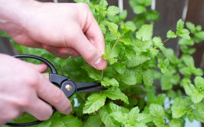 How to Prune Mint for Bushier Growth and Bigger Harvests (Beginner Guide)
