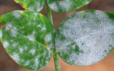 Powdery Mildew on Indoor Plants (Easy Natural Fixes That Work Fast)
