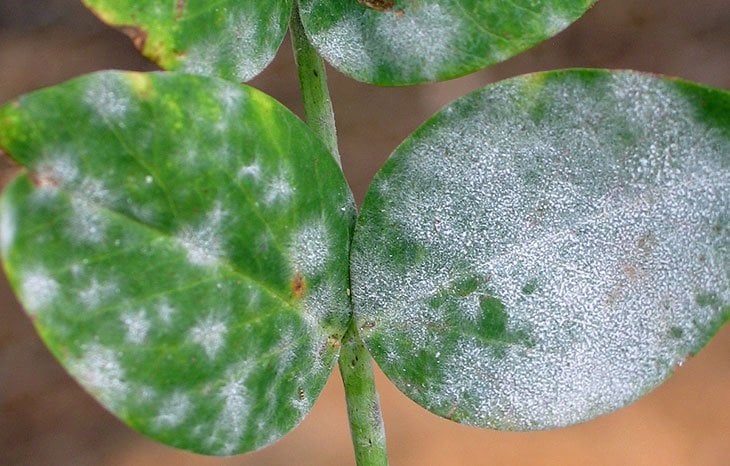 Powdery Mildew on Indoor Plants (Easy Natural Fixes That Work Fast)