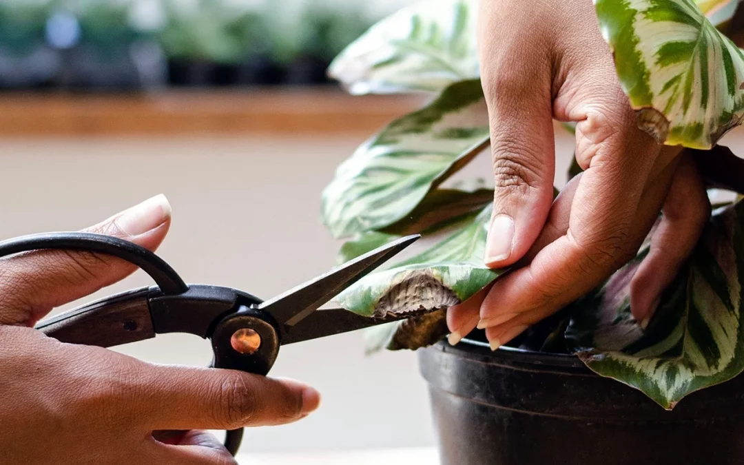 Pruning indoor plant leaves with shears