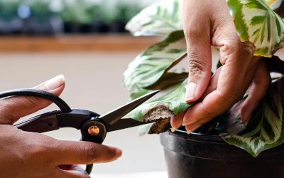 How to Prune Indoor Plants (Beginner’s Guide to Healthier Growth)