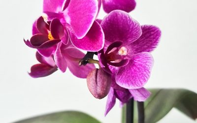 Best Fertilizer for Orchids Indoors (Beginner’s Complete Guide)