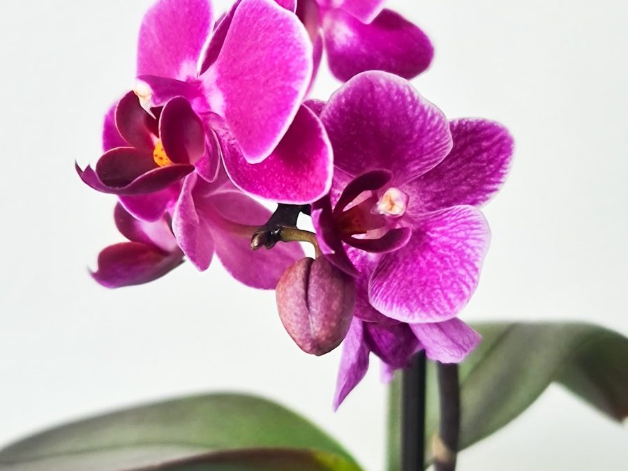 Best Fertilizer for Orchids Indoors (Beginner’s Complete Guide)
