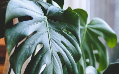 How to Care for Monstera Deliciosa Indoors (Complete Guide)