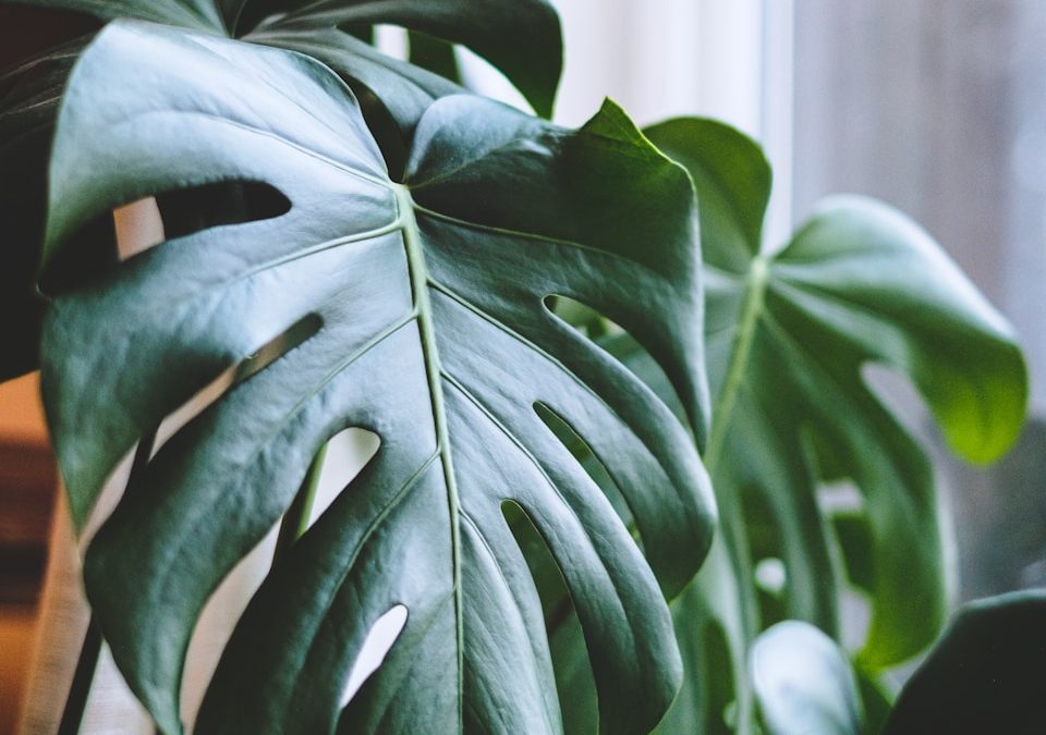 Healthy Monstera Deliciosa with split leaves growing indoors near a bright window.