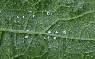 Whiteflies on Indoor Plants (Proven Natural Ways to Get Rid of Them Fast)
