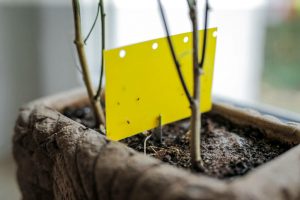 Yellow sticky traps catching whiteflies