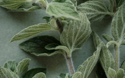 How to Grow Oregano Indoors (Beginner-Friendly Guide for Fresh Herbs All Year)