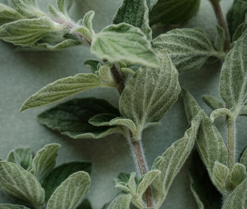 Indoor oregano plant laying on a flat surface.