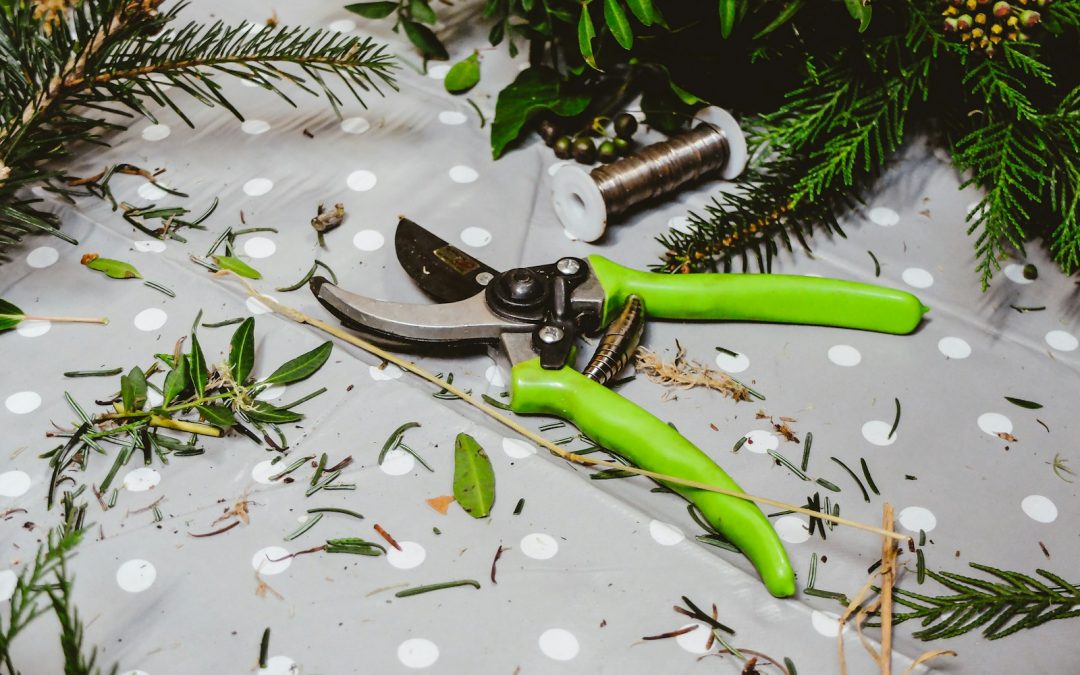 Best Pruning Shears for Indoor Plants (Beginner Buyer’s Guide)