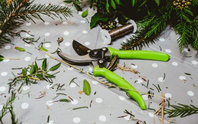 Best Pruning Shears for Indoor Plants (Beginner Buyer’s Guide)