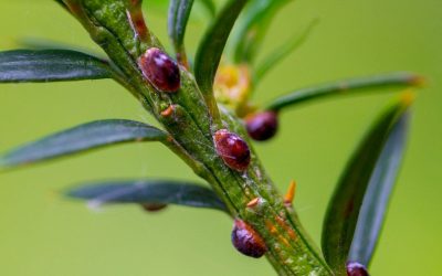 How to Get Rid of Scale on Indoor Plants Naturally