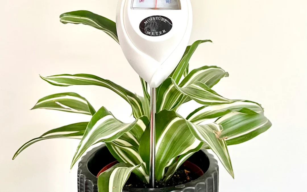 How to Use Moisture Meters for Indoor Plants (Beginner’s Guide)