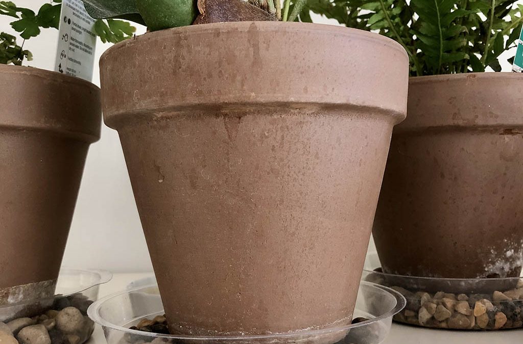How to Improve Indoor Plant Drainage (Beginner’s Guide)