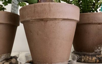 How to Improve Indoor Plant Drainage (Beginner’s Guide)