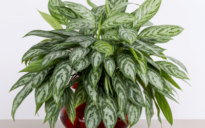 How to Care for Chinese Evergreen Indoors (Beginner’s Guide)