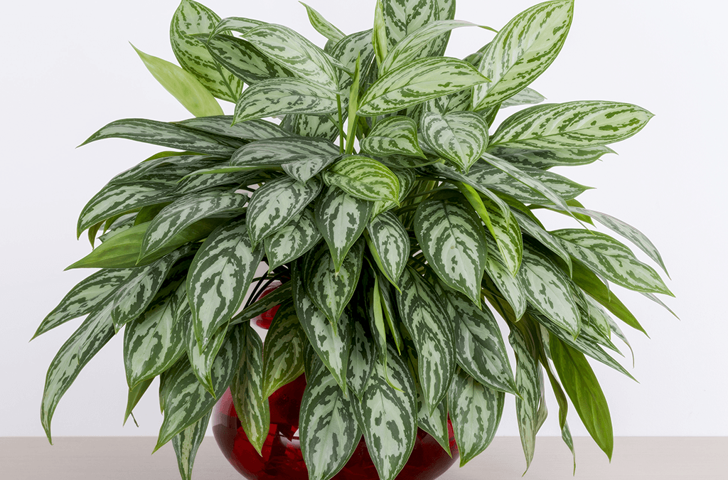 How to Care for Chinese Evergreen Indoors (Beginner’s Guide)