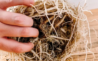 How to Prevent Root Bound Plants Indoors (Beginner’s Guide)