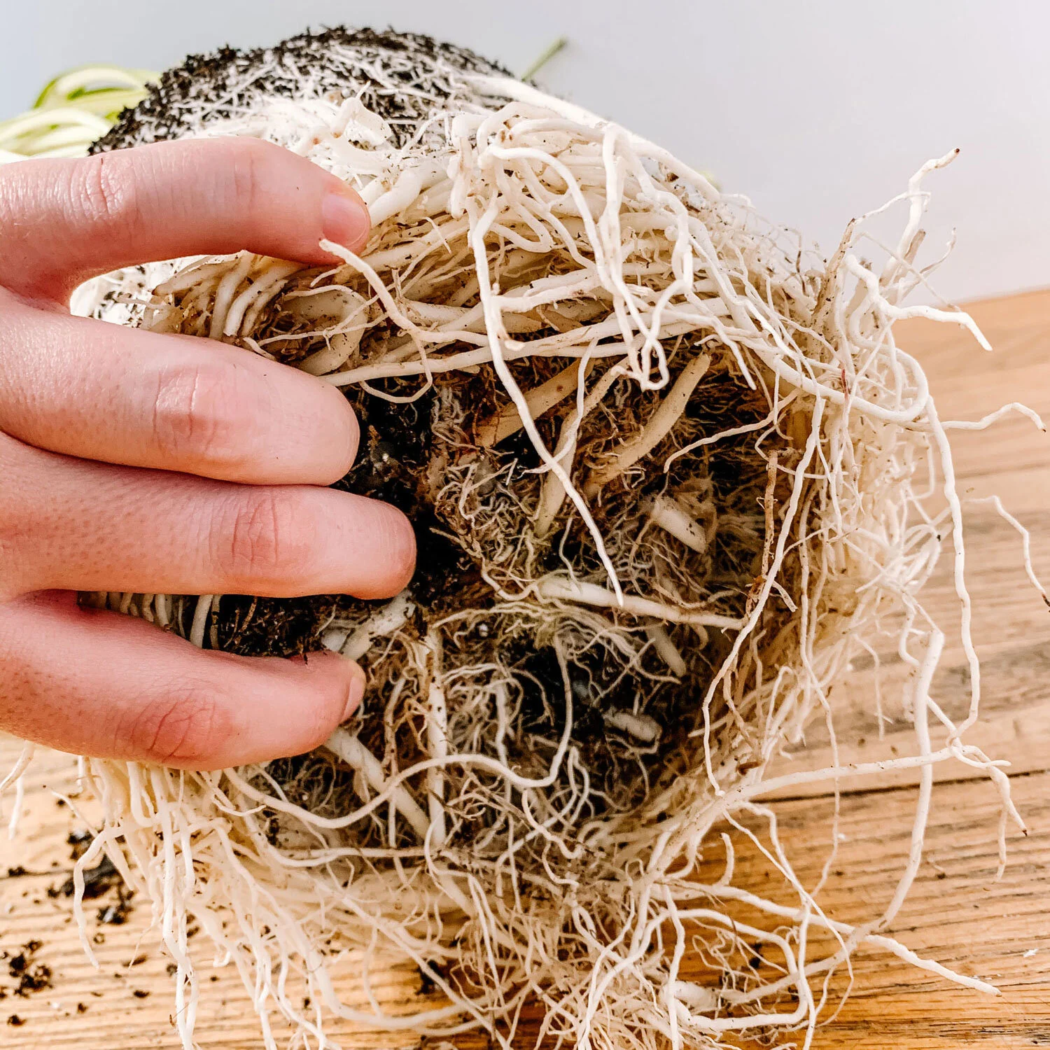 Prevent Root-Bound Plants Indoors: Easy Fixes Fast