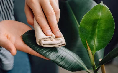 How to Clean Dust Off Indoor Plant Leaves (Beginner’s Guide)