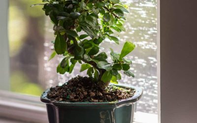 How to Use Humidity Trays for Houseplants (Beginner’s Guide)