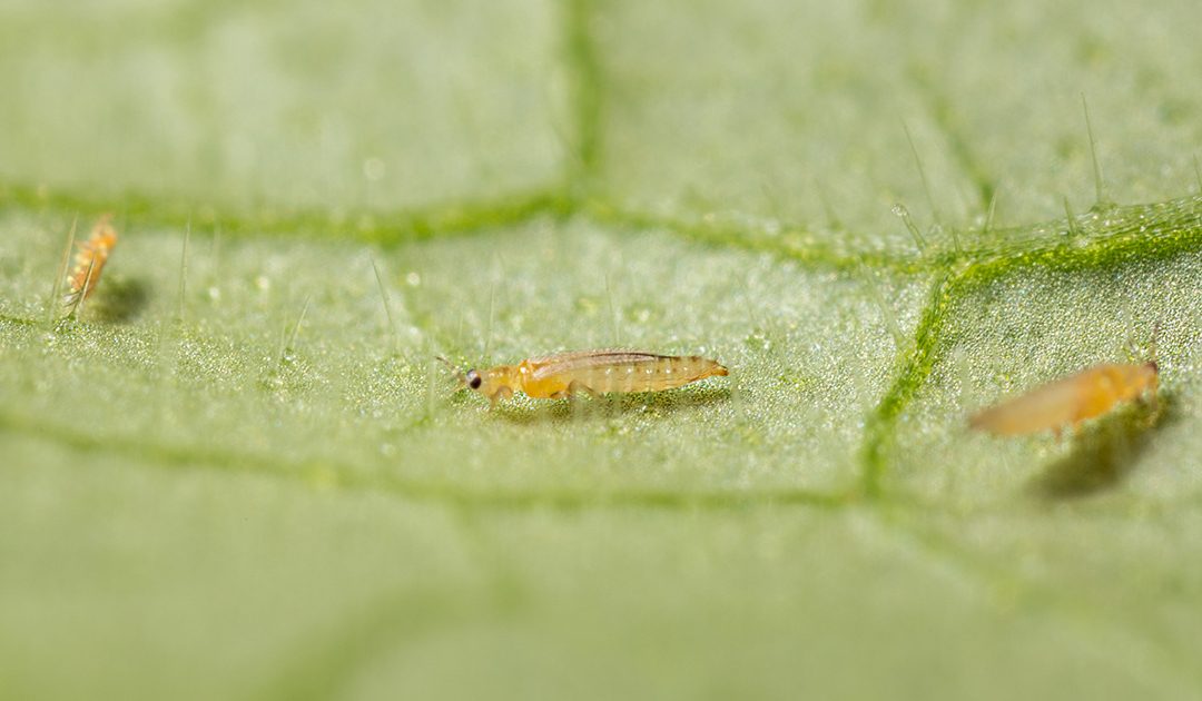 How to Spot and Treat Thrips on Indoor Plants Naturally
