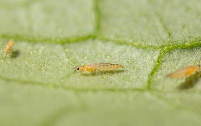 How to Spot and Treat Thrips on Indoor Plants Naturally