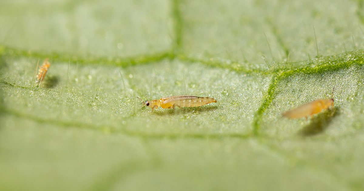 Tripsen Thrips on Indoor Plants | Spot & Treat Them Fast