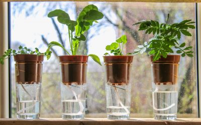 Top 5 Indoor Plant Watering Mistakes (And How to Avoid Them)