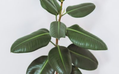 How to Care for Rubber Plants Indoors (Beginner’s Guide)