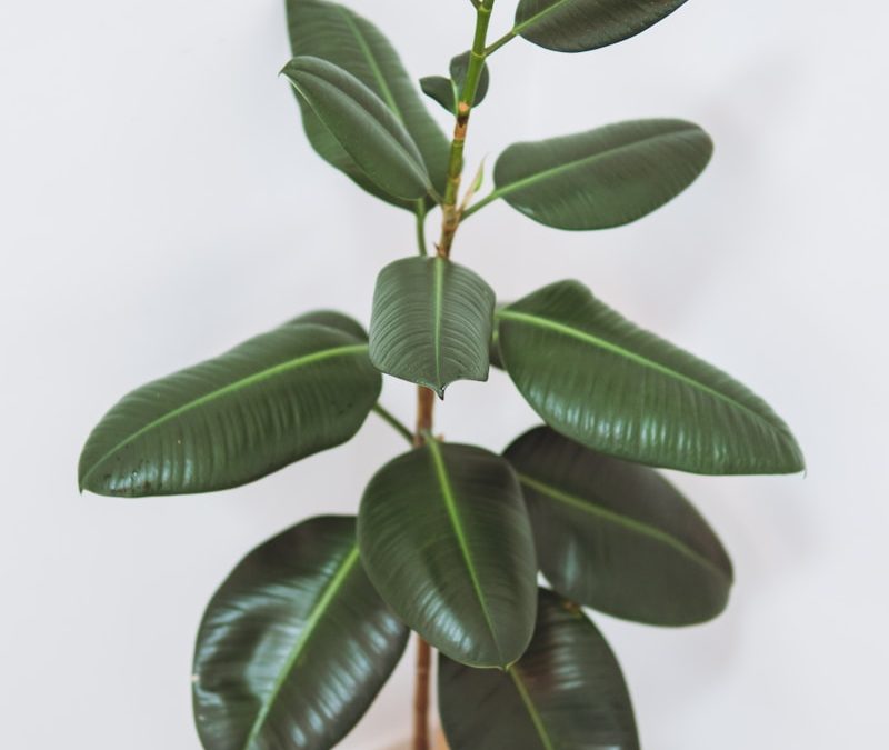 How to Care for Rubber Plants Indoors (Beginner’s Guide)