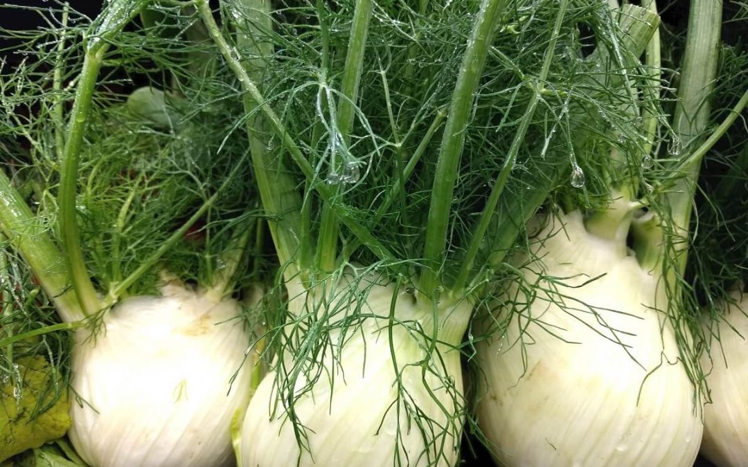 How to Grow Fennel Indoors (Fronds & Bulbs at Home)