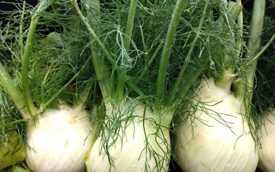 How to Grow Fennel Indoors (Fronds & Bulbs at Home)