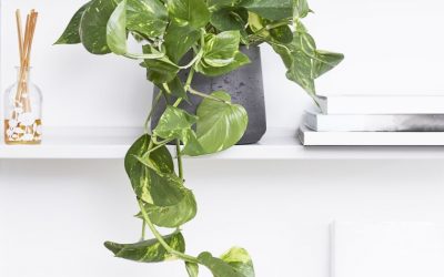 How to Care for Pothos Indoors (Beginner’s Guide)