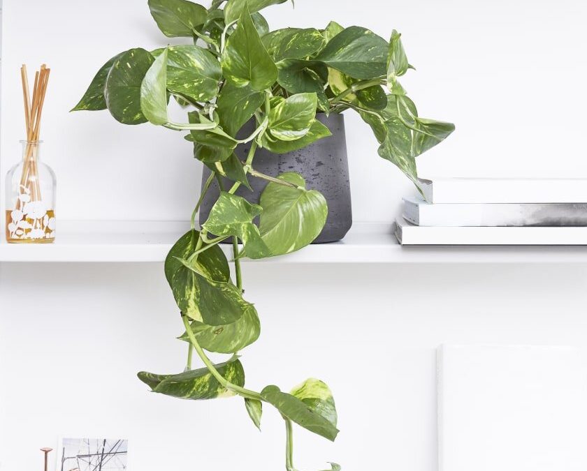 How to Care for Pothos Indoors (Beginner’s Guide)