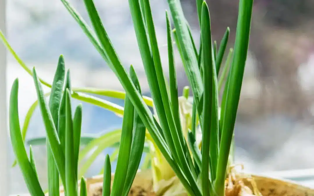 How to Grow Onions Indoors for Greens, Small Bulbs, and Easy Regrowth