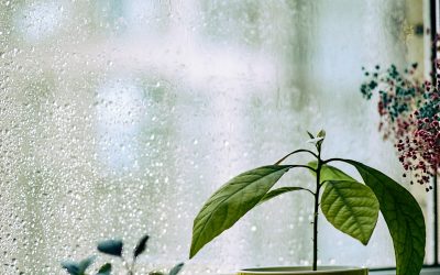 The Best Time to Fertilize Indoor Plants (Seasonal Guide)