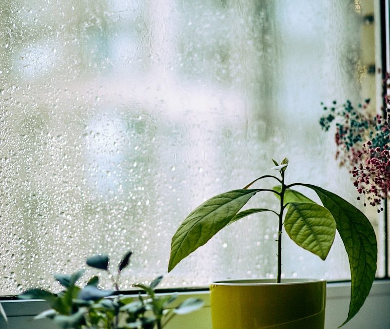 The Best Time to Fertilize Indoor Plants (Seasonal Guide)