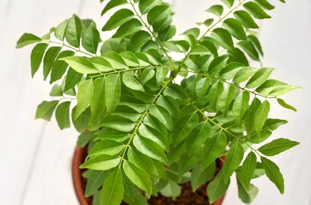Curry leaf plant growing indoors