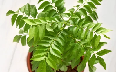How to Grow Curry Leaves Indoors (Spice Up Your Cooking at Home)